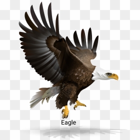 Eagle Vector Png, Transparent Png - eagle vector png