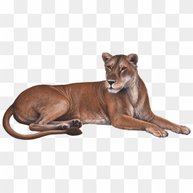 Lioness Download Transparent Png Image - Wall Decal, Png Download - lioness png
