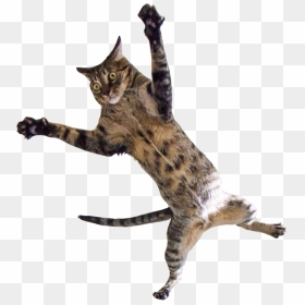Thumb Image - Cats Jumping, HD Png Download - cat .png