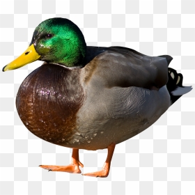 Duck Png Transparent, Png Download - ducks png