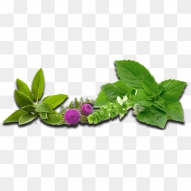 Brom Ex Foamer (2306x1050), Png Download - Herbs Png, Transparent Png - herbs png