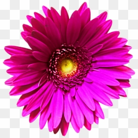 Daisy Flowers Png Transparent Image - Clipart Transparent Background Pink Flower Flower, Png Download - beautiful png