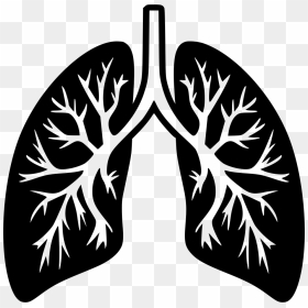 Lungs Png - Transparent Background Lungs Png, Png Download - lungs png