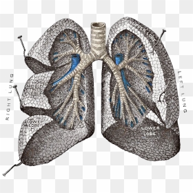 Lungs Png Image - Pope Lung, Transparent Png - lungs png