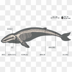 Image - Blue Whale Bone Structure, HD Png Download - blue whale png