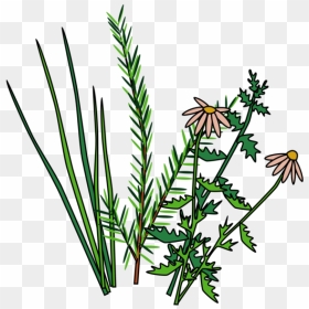 Herbs, HD Png Download - herbs png