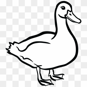 Duck Black And White - Duck Black And White Clip Art, HD Png Download - ducks png