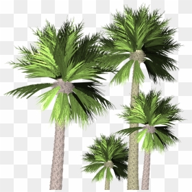 Palmtrees Transparent, HD Png Download - palmeras png
