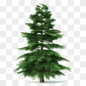 Animated Transparent Pine Tree, HD Png Download - christmas tree .png