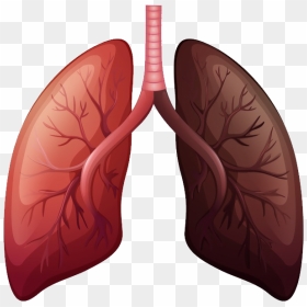 Lung Cancer Before And After Clipart , Png Download - Lungs With Lung Cancer, Transparent Png - lungs png