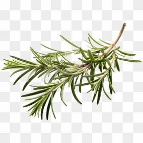 Fresh Herbs White Background - Rosemary, HD Png Download - herbs png