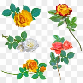 Rose, HD Png Download - yellow rose png