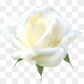 Thumb Image - Floribunda, HD Png Download - yellow rose png