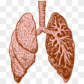 Lungs Clip Arts - Lungs Png, Transparent Png - lungs png