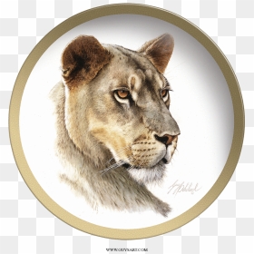 Transparent Lioness Png - Lioness Head, Png Download - lioness png