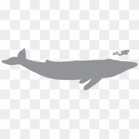 Jaguar, HD Png Download - blue whale png