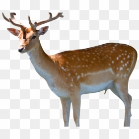Deer Png Transparent Images - Deer Png, Png Download - buck png