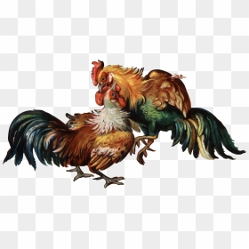 Cockfight Rooster Clip Art - Transparent Rooster Fight Png, Png Download - fighting png