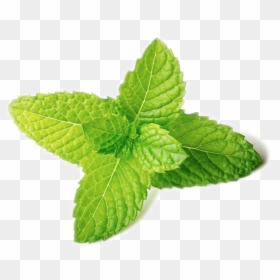 Transparent Mint Leaves Png - Herb Mint Leaves Spring Mint, Png Download - herbs png