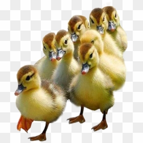 Ducklings With Transparent Background, HD Png Download - ducks png