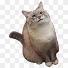 Cat Meowing Transparent Background, HD Png Download - cat .png