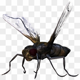 Bug Png Image - Bug Png, Transparent Png - bugs png