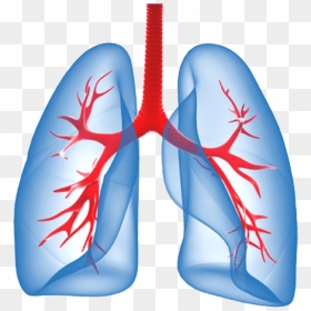 Lungs Png Image Transparent Background - Lung Png Transparent, Png Download - lungs png