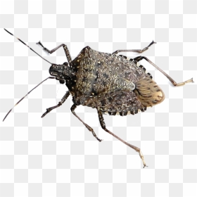 Bugs Png Clipart - Chicago Bugs, Transparent Png - bugs png
