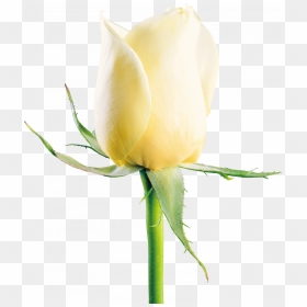 Download For Free White Roses Png Image - White Rose Image Download, Transparent Png - yellow rose png