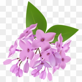 Lilac Png - Lilac, Transparent Png - lilac png