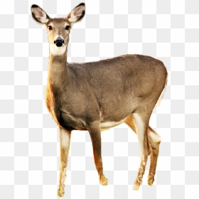 Deer Free Png Transparent Background Images Free Download - White Tailed Deer White Background, Png Download - buck png
