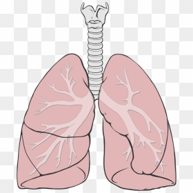 Anatomy Clipart Lung - Lungs Diagram Simple, HD Png Download - lungs png