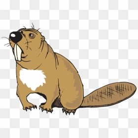 Funny Beaver Clipart - Beaver Cliparts, HD Png Download - beaver png