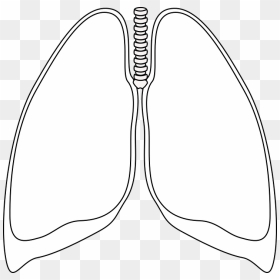 Transparent Lung Png - Lungs Drawing Clipart, Png Download - lungs png