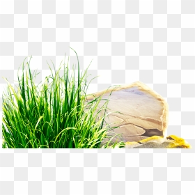 Clipart Grass Herbs - Clip Art, HD Png Download - herbs png