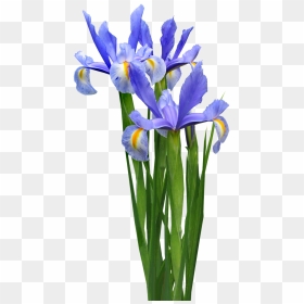 Transparent Iris Flower Png, Png Download - iris png