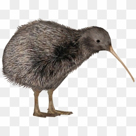 Kiwi Bird Png , Png Download - Kiwi Bird Transparent Background, Png Download - bird.png