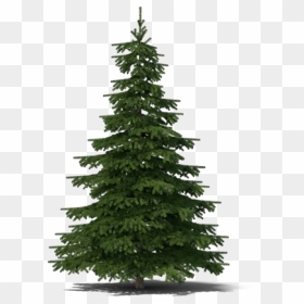 Evergreen Tree Black Background, HD Png Download - christmas tree .png