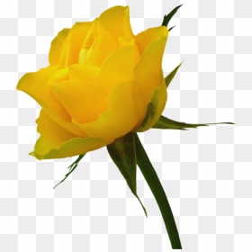 Red Rose Clip Art - Real Yellow Roses Transparent, HD Png Download - yellow rose png
