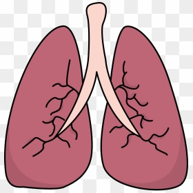 Lungs Clipart Clear - Lungs Clipart Png, Transparent Png - lungs png