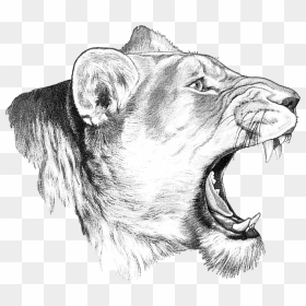 Sketch, HD Png Download - lioness png