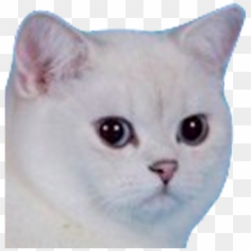 Angry Cat Meme, HD Png Download - cat .png