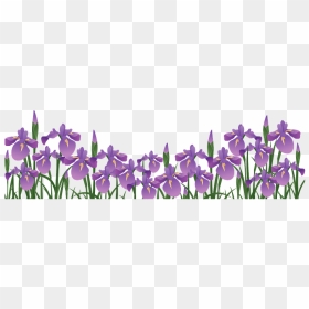 Japanese Iris Flower Clipart, HD Png Download - iris png