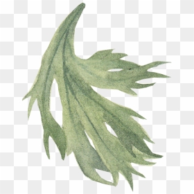 Herbaceous Plant, HD Png Download - leaf icon png