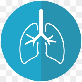 Lung Graphic, HD Png Download - lungs png
