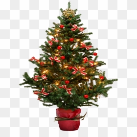 Christmas Tree Png Pic - Real Christmas Tree Transparent Background, Png Download - christmas tree .png
