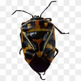 Bug Png Image, Transparent Png - bugs png