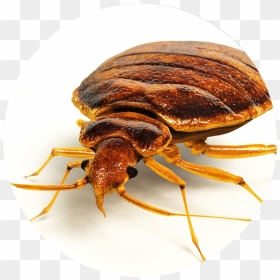 Little Round Flat Brown Bug , Png Download - Bird Bugs, Transparent Png - bugs png