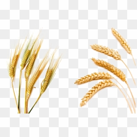 Barley Png Picture - Barley Wheat, Transparent Png - barley png