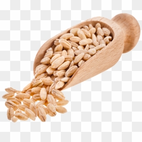 Barley Png Free Download - Barley Png, Transparent Png - barley png